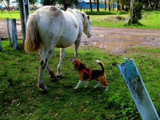 愛犬と馬