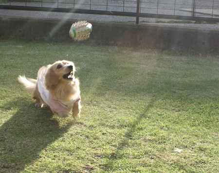 ボール遊び