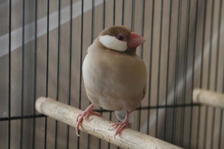 だんご