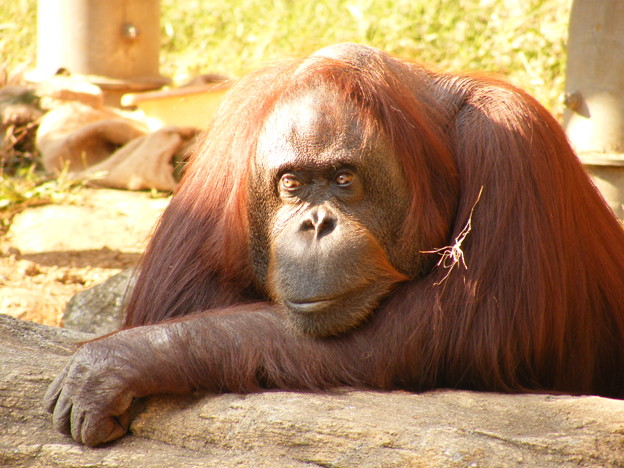 ボルネオオラウータン 写真共有サイト フォト蔵