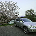 亀池付近　桜　2012