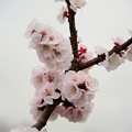 2023.3.25桜開花