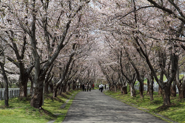 Photos: 桜のトンネル_11-05-18_0001